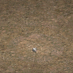 天堂遊戲兔子圖示