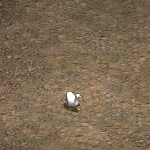 天堂遊戲鴨子圖示