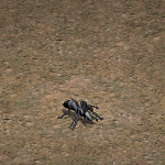 天堂遊戲掃除蟻圖示