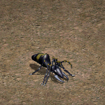 天堂遊戲巨大兵蟻圖示