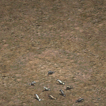 天堂遊戲pigeon group圖示