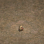 天堂遊戲艾多倫圖示