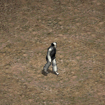 天堂遊戲嘉魯卡圖示