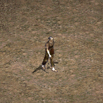 天堂遊戲調查員圖示