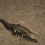 天堂遊戲巨大鱷魚圖示