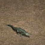 天堂遊戲弱化鱷魚圖示