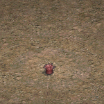 天堂遊戲海葵圖示