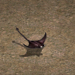 天堂遊戲魟魚圖示