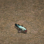 天堂遊戲寇拉坎圖示