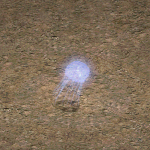 天堂遊戲水母圖示