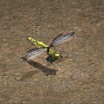 天堂遊戲龍蠅圖示