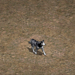 天堂遊戲哈士奇圖示