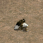 天堂遊戲格利芬圖示
