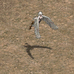 天堂遊戲哈維圖示