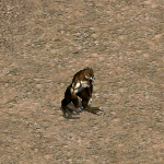 天堂遊戲歐熊圖示