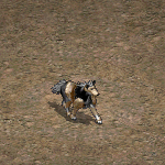 天堂遊戲高等哈士奇圖示