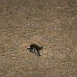 天堂遊戲貓圖示