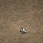 天堂遊戲高等暴走兔圖示