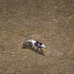 天堂遊戲高等狐狸圖示