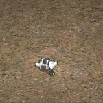 天堂遊戲高等貓圖示