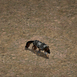 天堂遊戲高等牧羊犬圖示