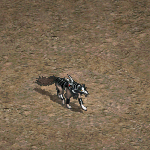 天堂遊戲高等狼圖示