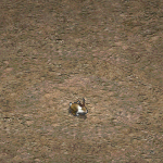 天堂遊戲曼波兔部下圖示