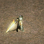 天堂遊戲白金騎士圖示