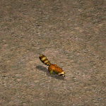 天堂遊戲浣熊圖示