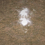 天堂遊戲古代精靈圖示