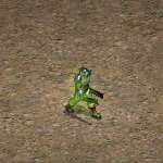 天堂遊戲污濁妖魔鬥士圖示