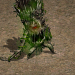 天堂遊戲樹精圖示