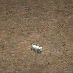 天堂遊戲高麗幼犬圖示