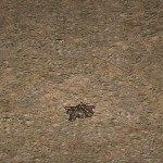 天堂遊戲諾納圖示