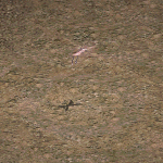 天堂遊戲精靈女皇圖示