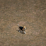 天堂遊戲小獵犬圖示