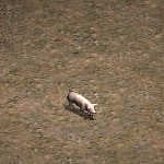 天堂遊戲豬圖示