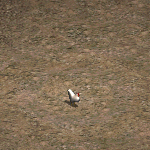 天堂遊戲母雞圖示