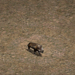 天堂遊戲野豬圖示