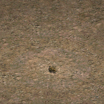 天堂遊戲兔子圖示